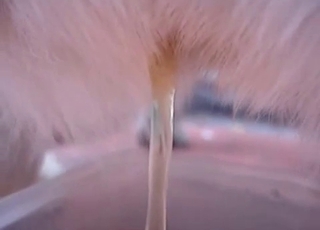 Stunning bleached dog in passionate bestiality Hard-core