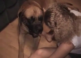 Smiling hottie and big mutt have XXX fun