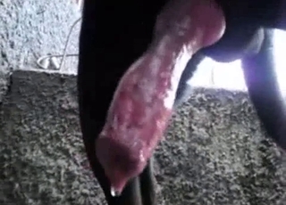 Dog's red cock looks fucking perfect