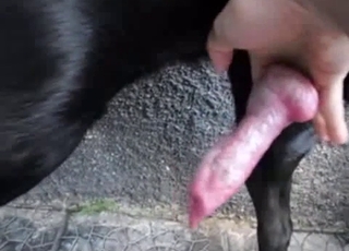 Dog's red cock looks fucking perfect