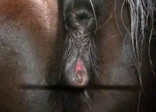 Timid dog sucks on his bone