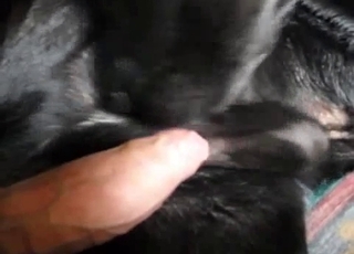 That black dog is the sluttiest