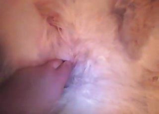 Hairy white dog gets finger-blasted stiff