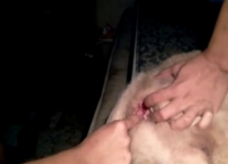 Dog asshole got opened up by zoophile