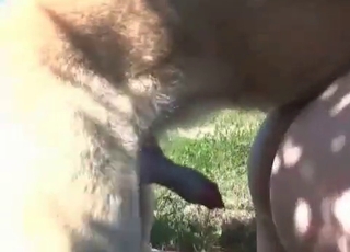 Naked female zoophile frolicking with her doggy