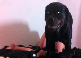 Amazing slut is being banged by an enthusiastic bulldog