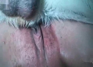 Nasty dogs are getting pleased by a zoophile