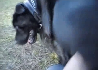 Dogs enjoying hot dog things