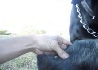 Dogs enjoying hot dog things