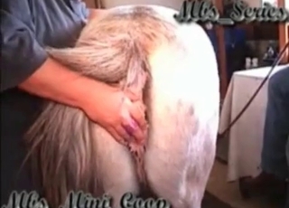 Farm BBW is playing with a huge pony