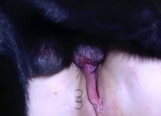 Black dog fucked her tight cunt from behind on cam