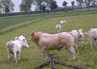 Outdoors action with twisted beasts