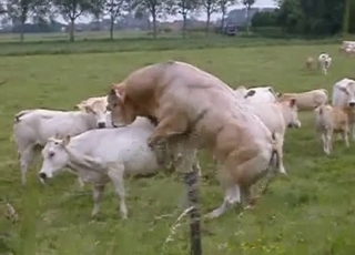 Outdoors action with twisted beasts