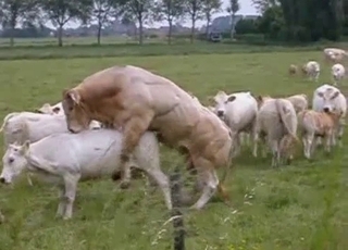 Outdoors action with twisted beasts