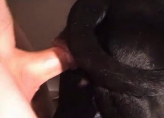 Very intense bestiality video for you