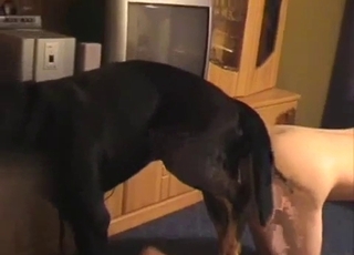 Black dog fucking a tight cunt