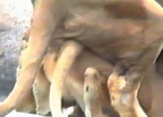 Lioness about to take a huge lion dong