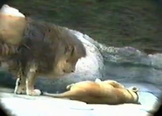 Lioness about to take a huge lion dong