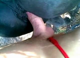 Nasty farm bestiality action with a sweet black horse
