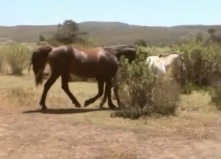 Wild horse screwed another horse in the doggy style