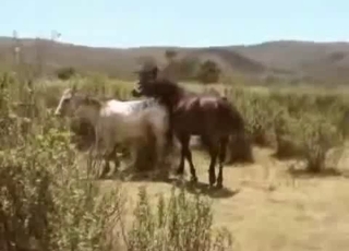 Wild horse screwed another horse in the doggy style