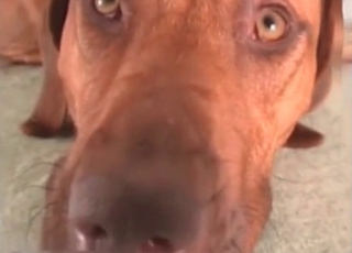 Awesome girl and her playful doggy