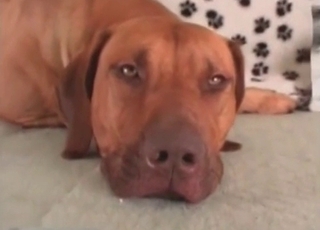 Awesome girl and her playful doggy