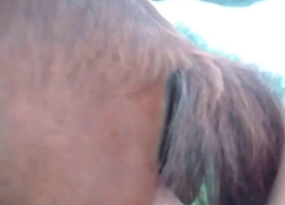 Horny animal enjoying hardcore sex