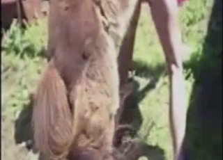 Black horse dick fucked her twat on cam