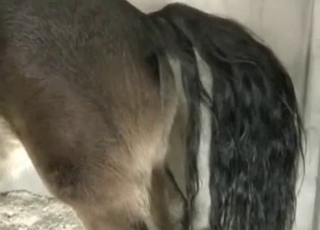 Horse pissing hardcore bestiality video