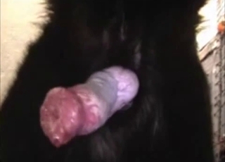 The hot dog has a very nice pink penis and huge balls