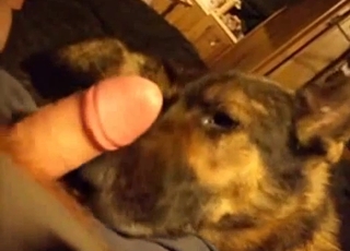 Sweet dog slurps my rock hard hard-on