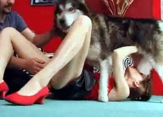 Northern dog gives a perfect blowage