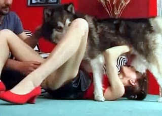 Northern dog gives a perfect blowage