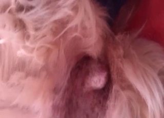 Stimulating my rear end with a huge dildo