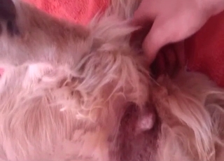 Stimulating my rear end with a huge dildo