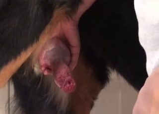 Sexy black rear end is enjoying intensive bestiality