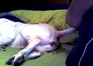 My husband is trying hard to bang with his doggy