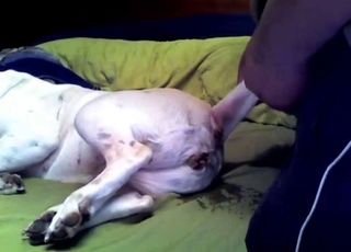 My husband is trying hard to bang with his doggy