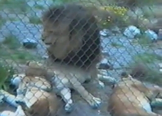 Doggy fashion sex for a horny fuckslut and an incredible lion