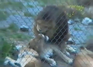 Doggy fashion sex for a horny fuckslut and an incredible lion