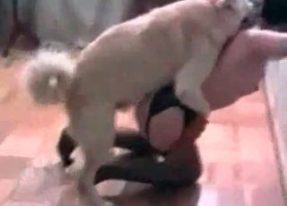 This black-haired wears stocking and has sex with a dog