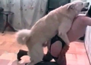 This black-haired wears stocking and has sex with a dog