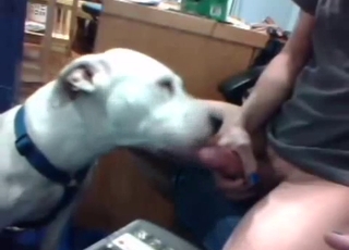 Handsome hound is all about that bestiality