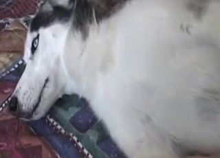 Passionate doggo having some hot bestiality fun