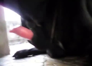 Doggy dick looks so sweet in the close-up angel