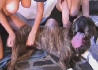 Amazing doggy and hot woman have hot sex