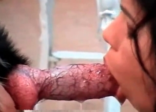 The cock of this adorable doggie gets intensively sucked