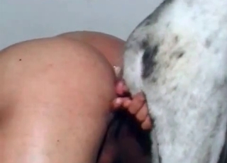 The asshole of a lovely doggo is fucked passionately