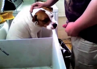 This dog gets totally facefucked by a really horny fellow